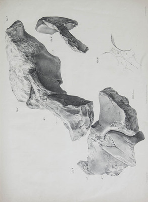 3985
          <br/>
          Resultate geologischer, anatomischer und zoologischer Untersuchungen über das unter dem Namen Hydrarchos von Dr. A.C. Koch zuerst nach Europa gebrachte und in Dresden aufgestellte grosse fossile Skelett
          <br/>
          <em></em>